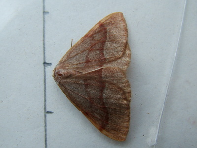 Barred Red